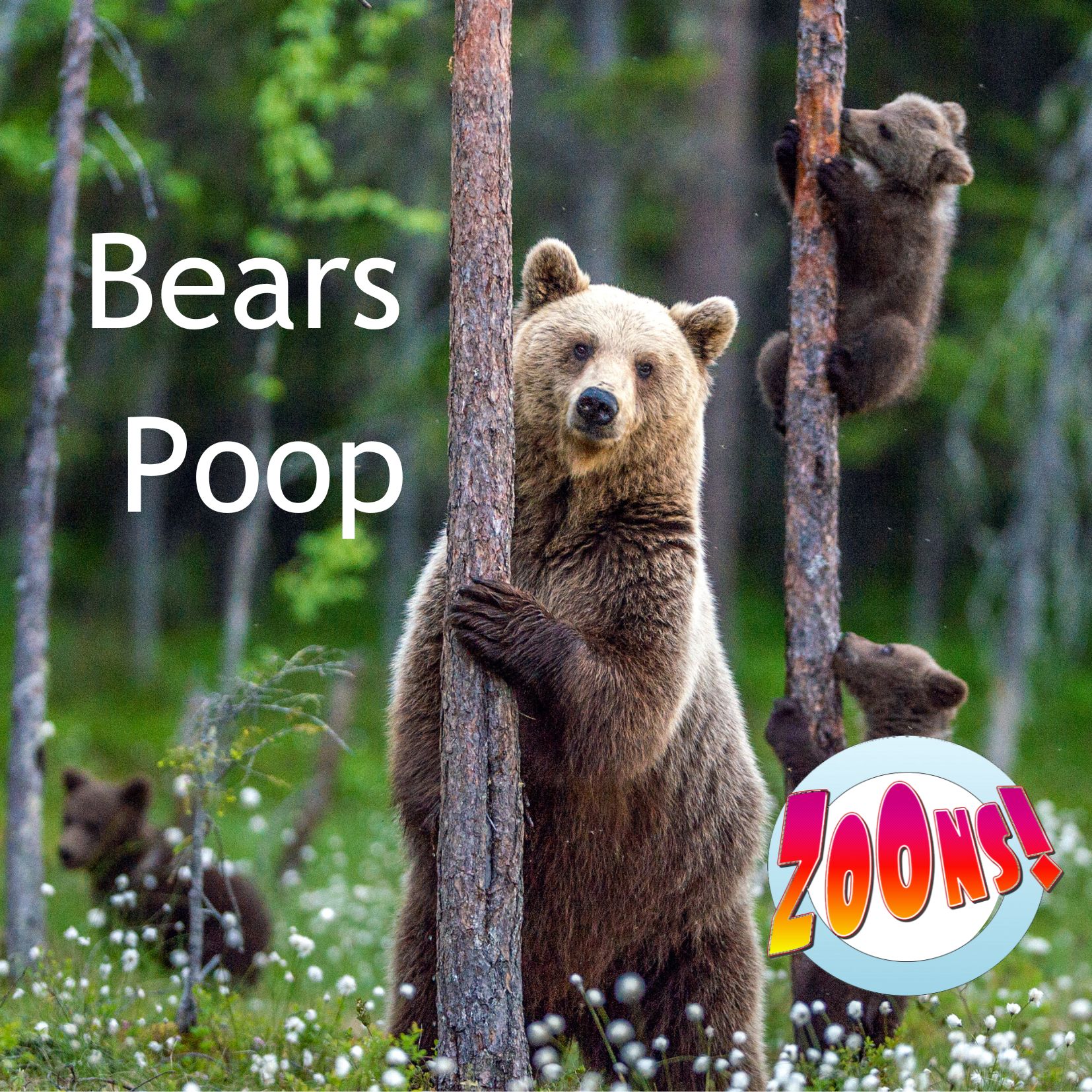 Bears Poop! (In the woods)